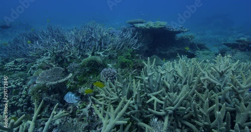 Fish swim over bleached coral reef, slow motion