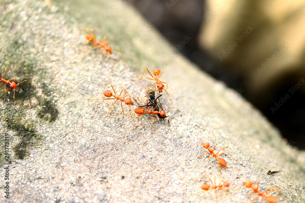 Closed up  Red ant working in the garden.