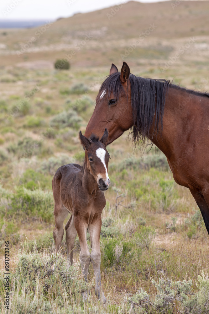 Obraz premium Wild Horse Mare and Foal in the Utah Desert in Spring