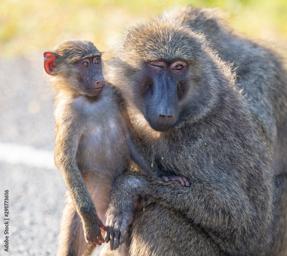 Fototapeta premium Baboon Mother and Baby