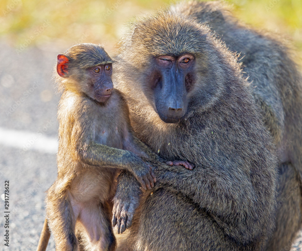 Uganda Baboon Mother and Baby Uganda Baboon Mother and Baby