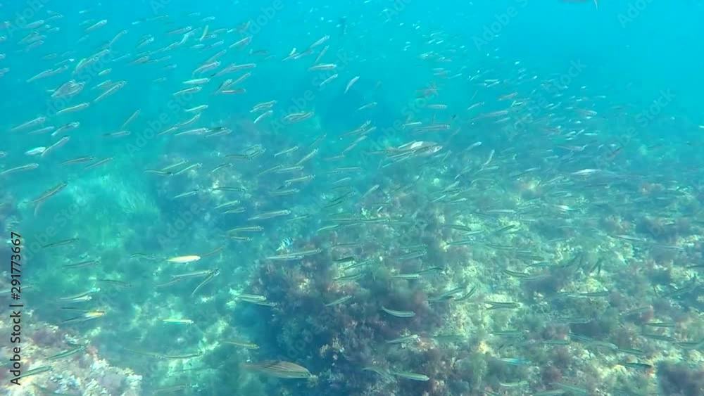 A school of fish in the mediterranean sea. Underwater view of sea coast in Rotes Beach, Denia, Spain. A school of fish in the mediterranean sea. Underwater view of sea coast in Rotes Beach, Denia, Spain.