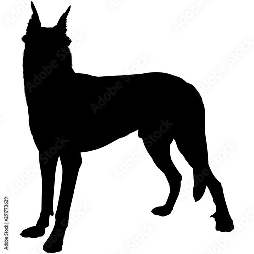 Beauceron  Silhouette Vector