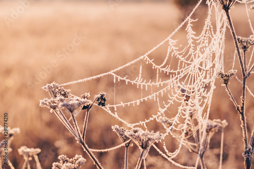Beautiful weaving of cobwebs covered with hoarfrost on a frosty autumn morning