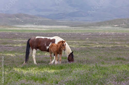 Wild Horse Mare and Foal in the Utah Desert in Spring © natureguy