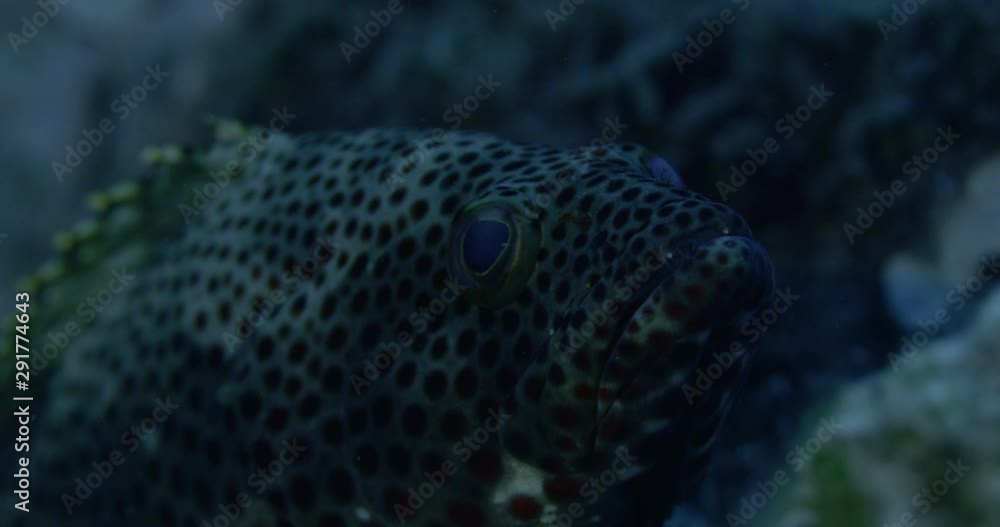 Close up, spotted coral fish Close up, spotted coral fish