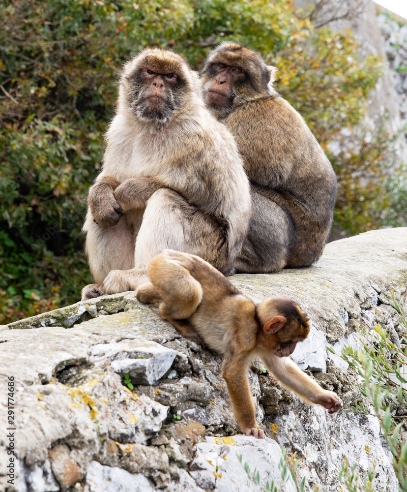Obraz premium Gibraltar Macaque family