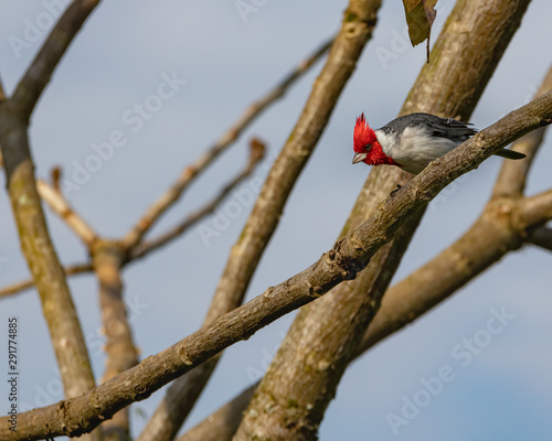 A red head bird fooling around on a branch