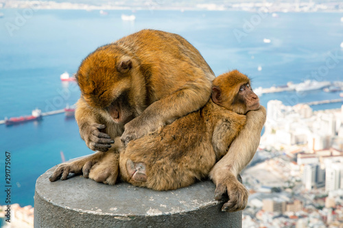 Gibralter Monkeys cleaning