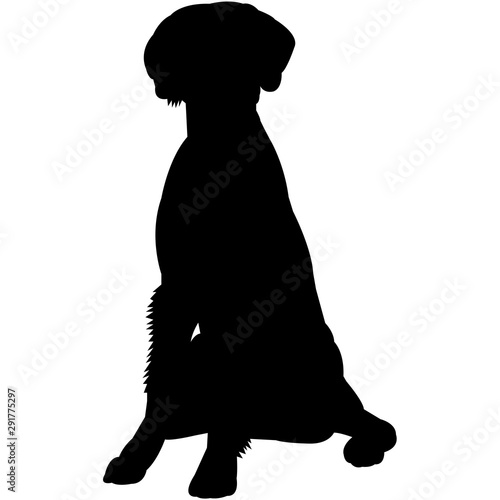 German Wirehaired Pointer  Silhouette Vector