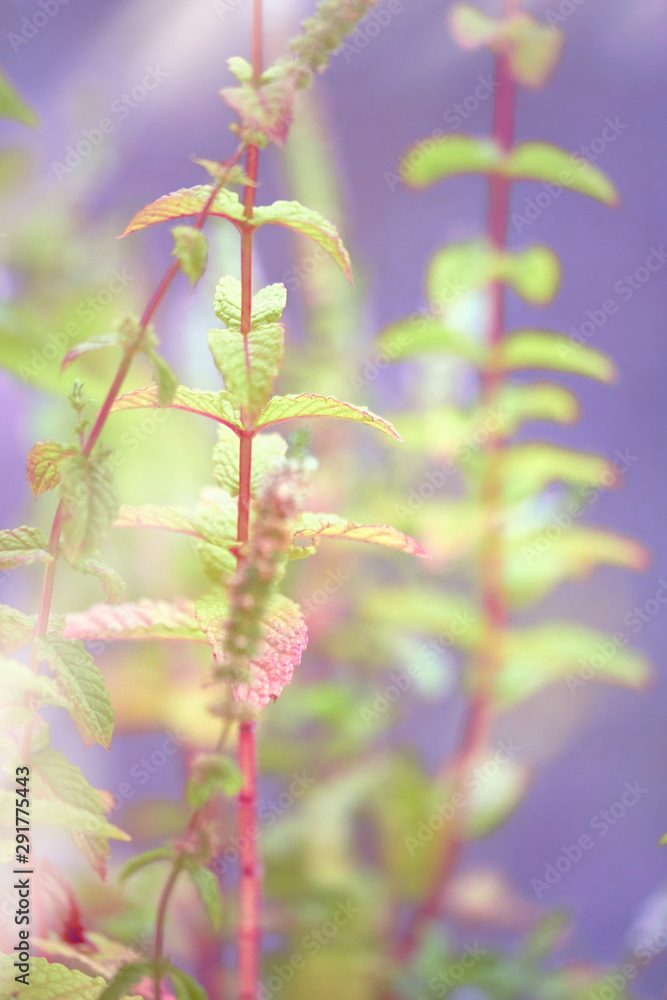 Close-up on mint leaves and flowers outdoors toned in neon colors Close-up on mint leaves and flowers outdoors toned in neon colors