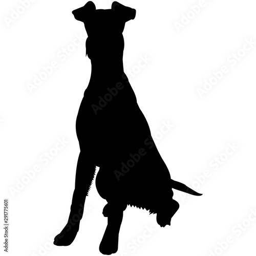 Irish Terrier  Silhouette Vector