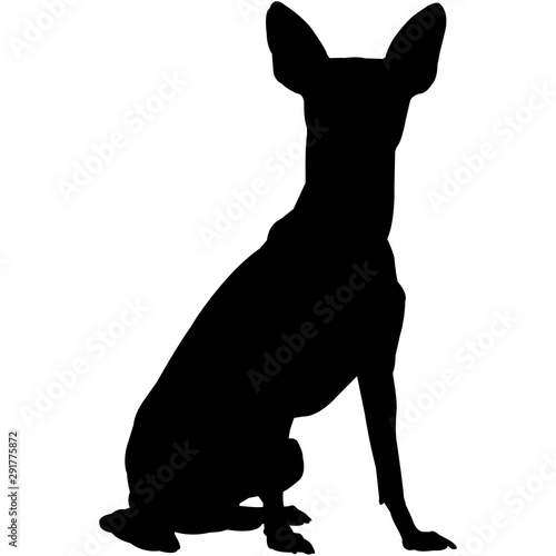 Miniature Pinscher  Silhouette Vector