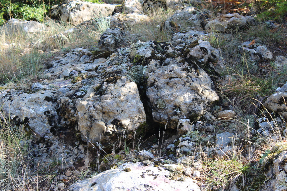 Fototapeta premium stream in the forest