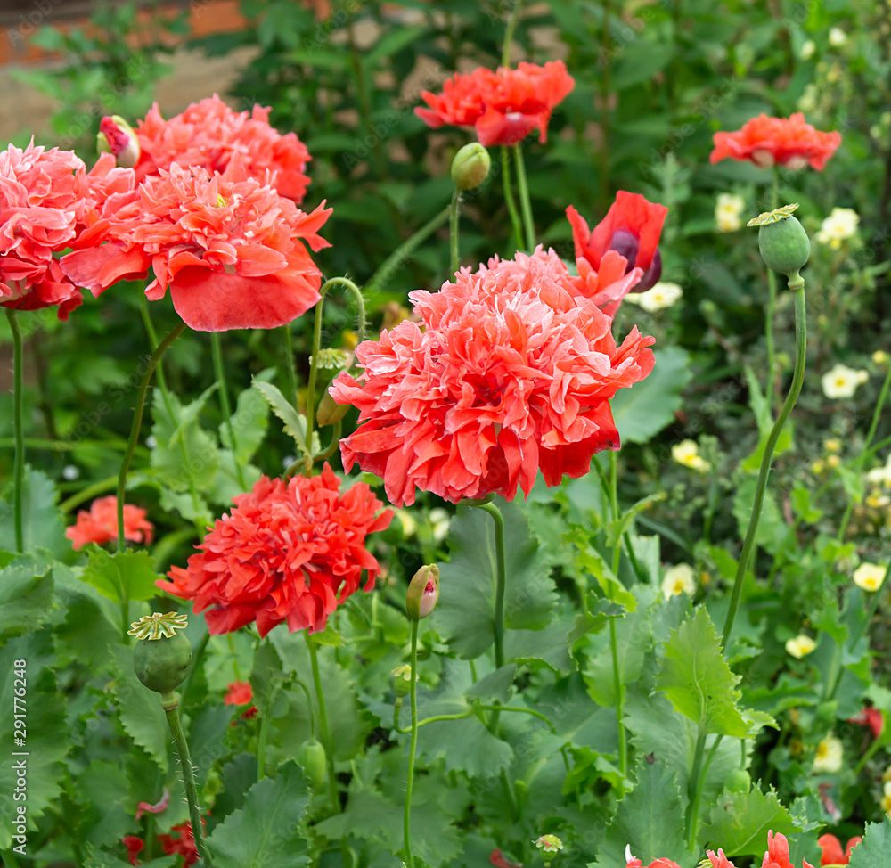 Red flowerses of the poppy on background green sheet Red flowerses of the poppy on background green sheet