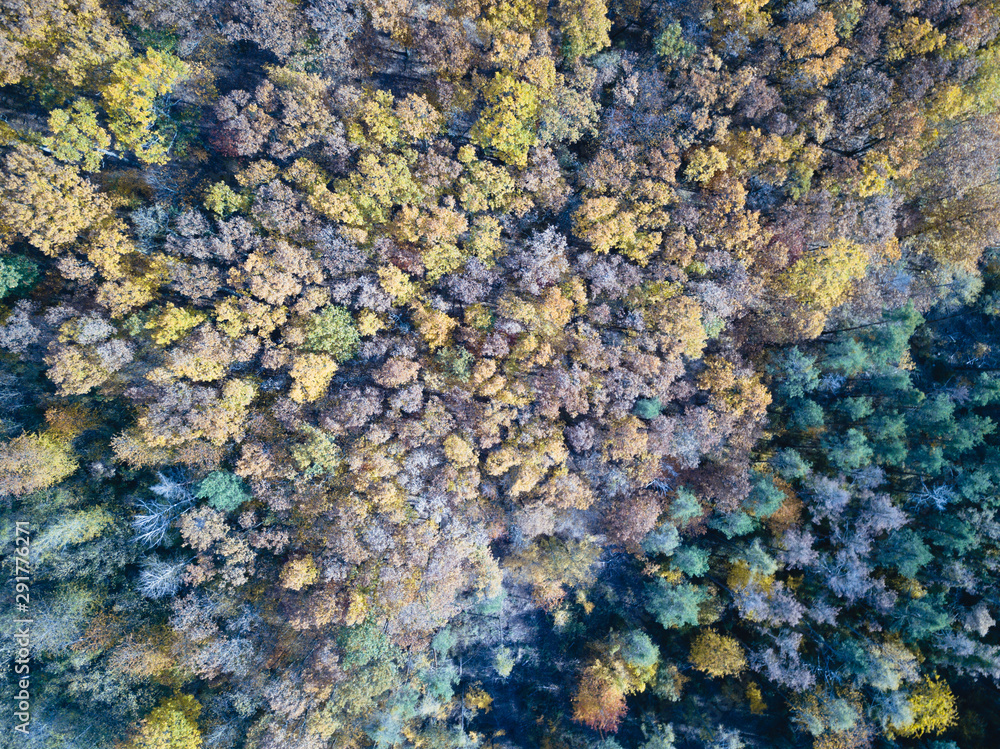 Autumn Forest Landscape Autumn Forest Landscape