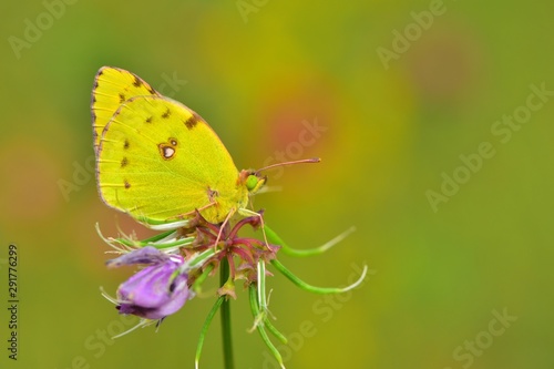 Colias hyale 618.