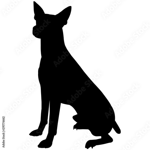 Rat Terrier  Silhouette Vector