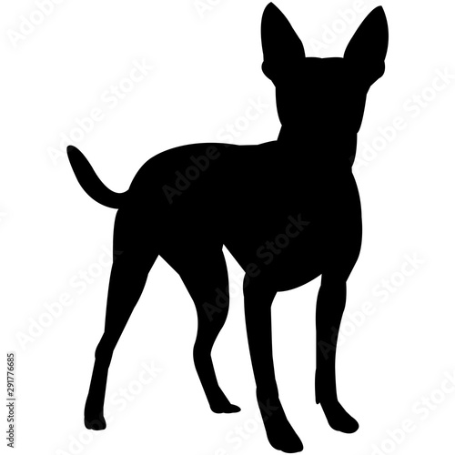 Rat Terrier  Silhouette Vector