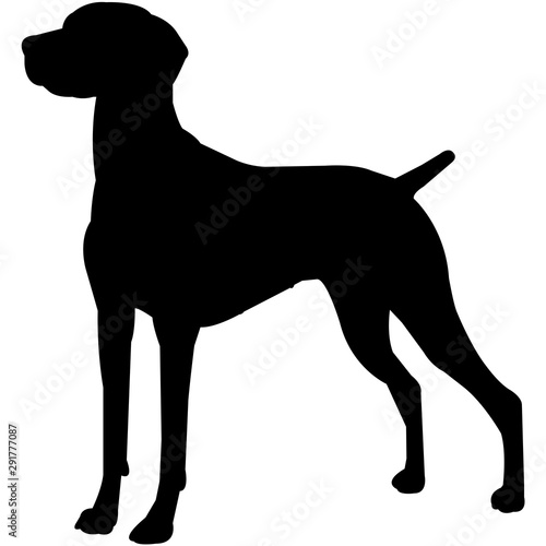 Vizsla  Silhouette Vector