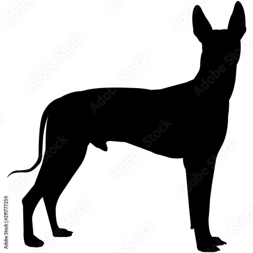 Xoloitzcuintli  Silhouette Vector