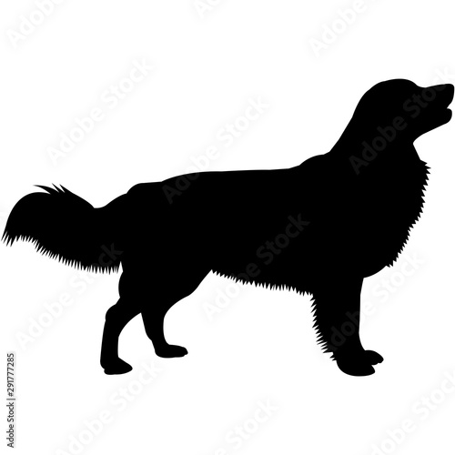Nova Scotia Duck Tolling Retriever  Silhouette Vector