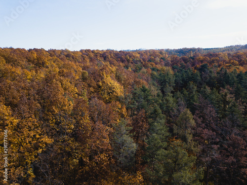 Fototapeta Naklejka Na Ścianę i Meble -  Autumn Forest Landscape 
