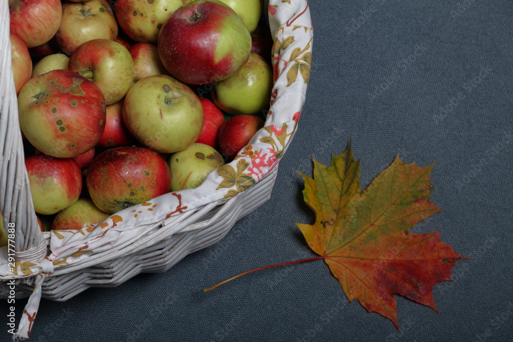 A large wicker basket with ripe juicy apples. New crop. Autumn maple leaf. On a gray background. View from above. A large wicker basket with ripe juicy apples. New crop. Autumn maple leaf. On a gray background. View from above.