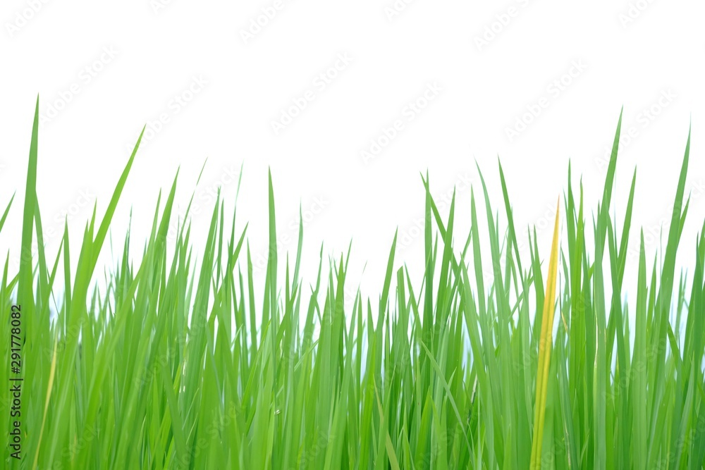 Asia rice leaves on white isolated background for green foliage backdrop Asia rice leaves on white isolated background for green foliage backdrop