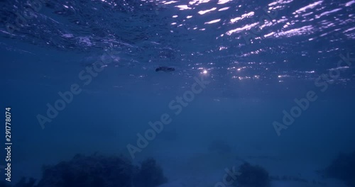 Baby turtle ventures out into ocean, slow motion
