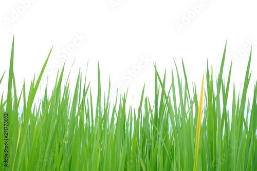 Asia rice leaves on white isolated background for green foliage backdrop