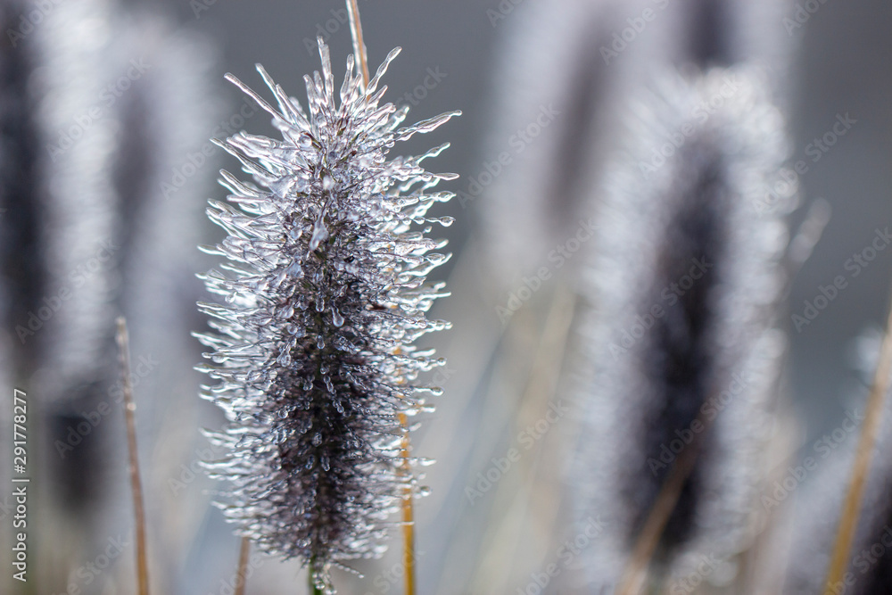 Spikes of pennisetum in hoarfrost and ice. Close-up Spikes of pennisetum in hoarfrost and ice. Close-up