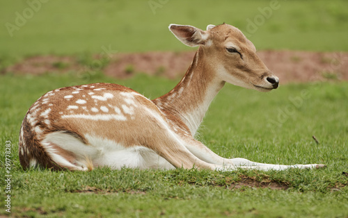 Young fallow deer rests  Dama dama  in green pasture