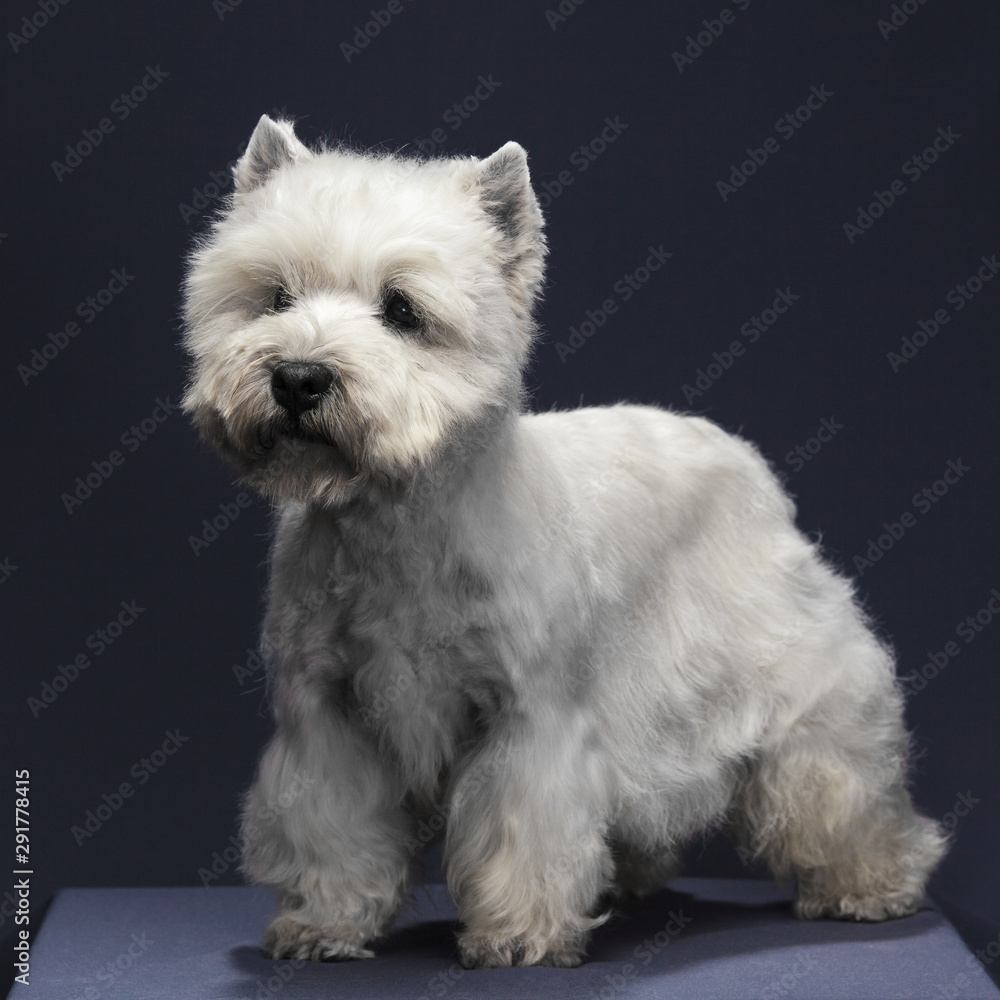 little dog breed west highland white terrier on grey background, close-up studio shot. little dog breed west highland white terrier on grey background, close-up studio shot.