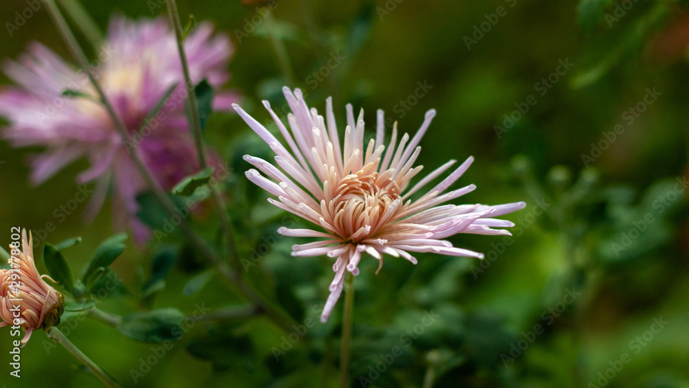 Pale pink needle aster on a blurred background of a summer garden. Pale pink needle aster on a blurred background of a summer garden.