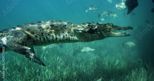 Crocodile swims under boat, slow motion
