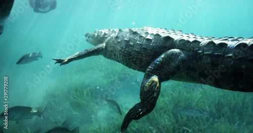 Crocodile swims in Australia, slow motion