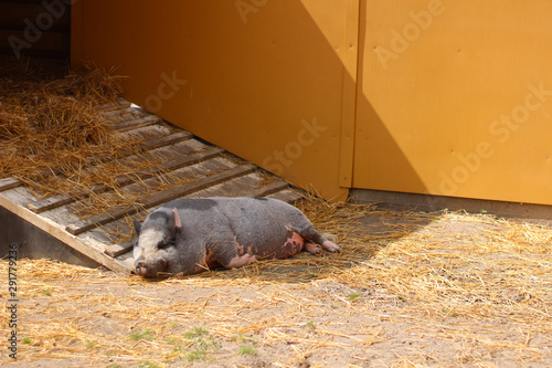 Pig sleeping outside in the sun looking happy and relaxed © Jenny