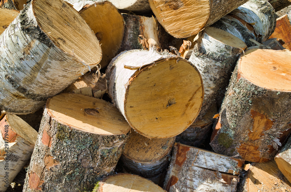 Logging for the winter season. A bunch of stumps for firewood Logging for the winter season. A bunch of stumps for firewood