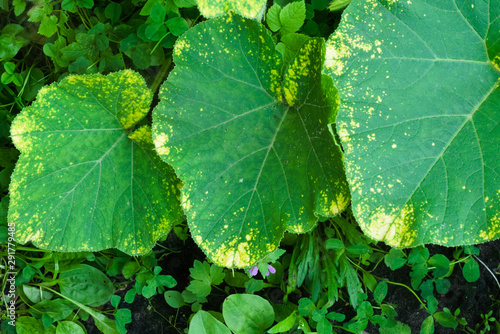 Downy mildew (Peronosporosis) on a pumpkin leaf in the garden. Diseases of garden plants photo