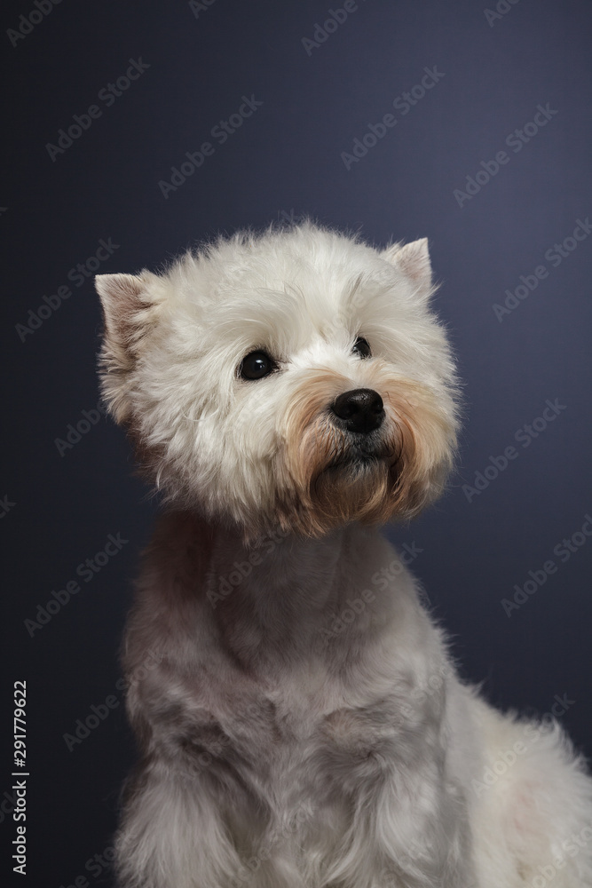little dog breed west highland white terrier on grey background, close-up studio shot. little dog breed west highland white terrier on grey background, close-up studio shot.