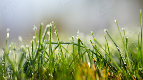 Lawn grass in ice, macro photo. Cooling concept. © maykal