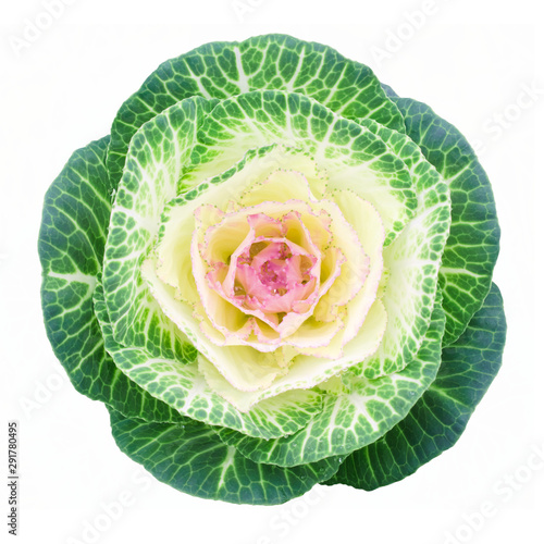 Pink-green decorative cabbage. Landscape design element, isolated on white background, top view