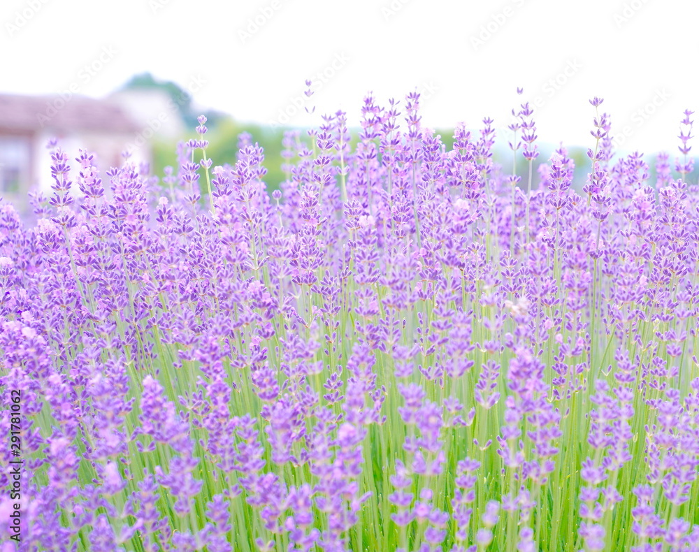 Obraz premium Lavender field