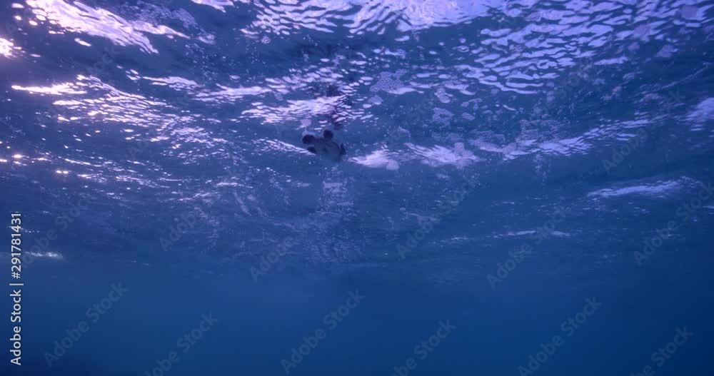 Newly hatched turtle swims in Australia, slow motion Newly hatched turtle swims in Australia, slow motion