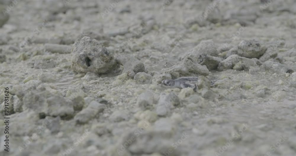 Slow motion close up, Australian baby turtle on beach Slow motion close up, Australian baby turtle on beach