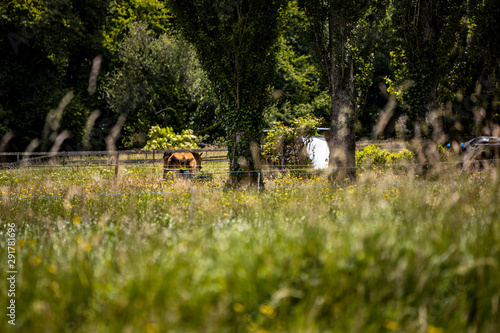 Fototapeta Naklejka Na Ścianę i Meble -  Horses in the Field