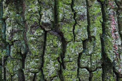 texture, tree bark background