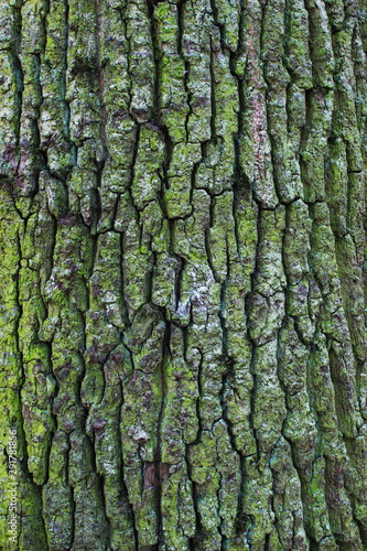 texture, tree bark background
