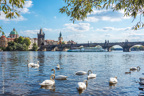 Swans on the Vltava River in the city of Prague, Czech Republic.